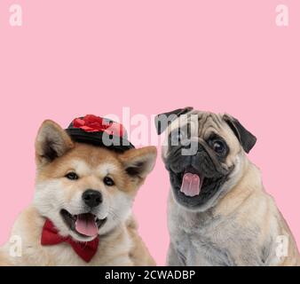 Team von zwei Hunden, akita inu und Mops, ragt aus Zunge auf rosa Hintergrund Stockfoto