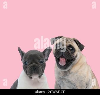 Team von zwei Hunden, französisch Bulldogge und Mops, keuchend und hervorstehende Zunge auf rosa Hintergrund Stockfoto