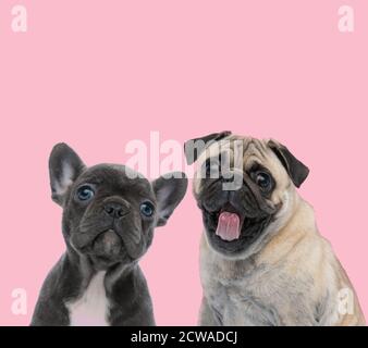 Team von zwei Hunden, französisch Bulldogge und Mops ragt aus Zunge auf rosa Hintergrund Stockfoto