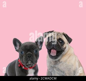 Team von zwei Hunden, französisch Bulldogge und Mops aus Zunge und tragen roten Kragen auf rosa Hintergrund Stockfoto