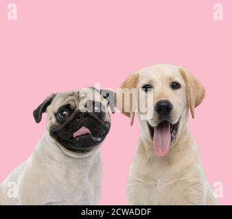 Team von zwei Hunden, Mops und labrador Retriever, keuchend und aufragende Zunge auf rosa Hintergrund Stockfoto