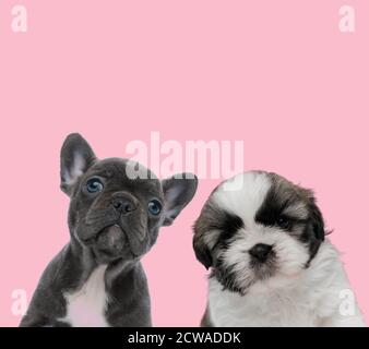 Team von zwei Hunden, französisch Bulldog und Shih tzu, Blick auf rosa Hintergrund Stockfoto