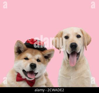 Team von zwei Hunden, akita inu und labrador Retriever, trägt Hut und Fliege, keuchend und aufragende Zunge auf rosa Hintergrund Stockfoto