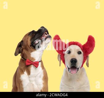Entzückender Boxerhund heult vor Schmerzen neben einem labrador retriever Hund trägt Teufelshörner glücklich auf gelbem Hintergrund