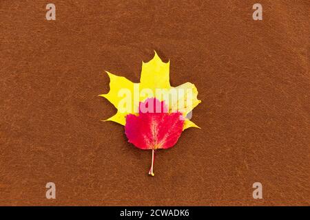 Herbstblätter liegen auf braunem Hintergrund. Blick von oben. Rotes und gelbes Blatt. Herbstmotiv. Minimalismus. Hintergrund für Inschriften Stockfoto