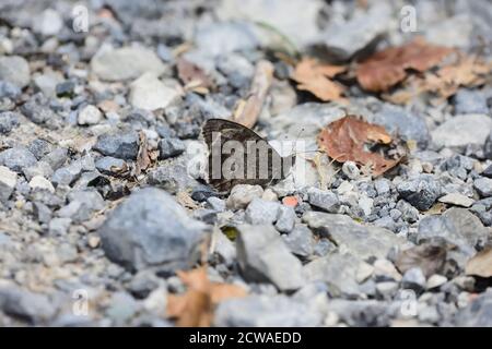 Makroaufnahme einer großen gebänderten Äsche (Brintesia circe), aufgenommen in ihrem natürlichen Lebensraum. Stockfoto