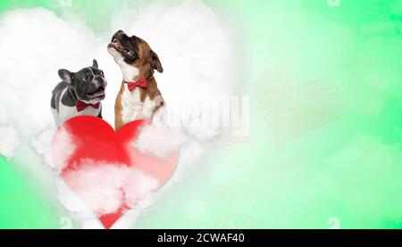 Ein paar französische Bulldogge und Boxer mit roten Binden Grüner Hintergrund Stockfoto