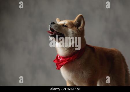 Seitenansicht eines süßen Akita Inu Hundes in rot Bandana steht mit der Zunge heraus und schaut glücklich auf Grauer Studiohintergrund Stockfoto