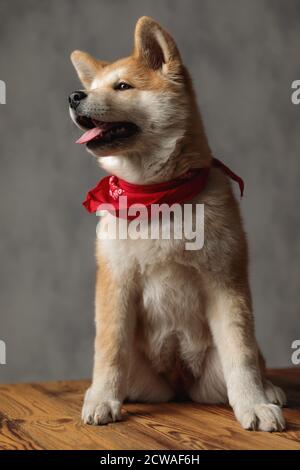 Super Akita Inu Hund trägt rote Bandana sitzen und suchen Nachdenklich beiseite auf grauem Studio-Hintergrund Stockfoto