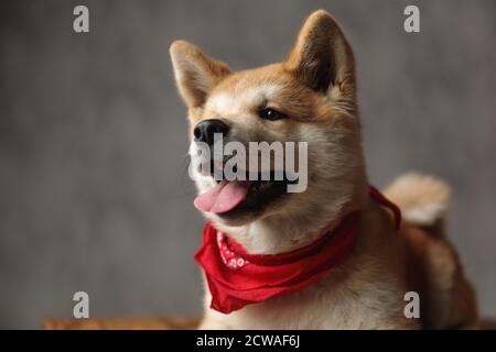 Nahaufnahme eines wunderbaren Akita Inu Hundes in Rot Bandana einfach hinlegen und glücklich nach vorne schauen auf grau studio-Hintergrund Stockfoto