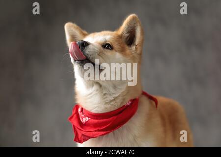 Schöne Akita Inu Hund trägt rote Bandana stehen und lecken Nase auf grauem Studiohintergrund Stockfoto