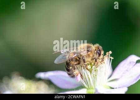 Biene auf einer Blume aus nächster Nähe Stockfoto