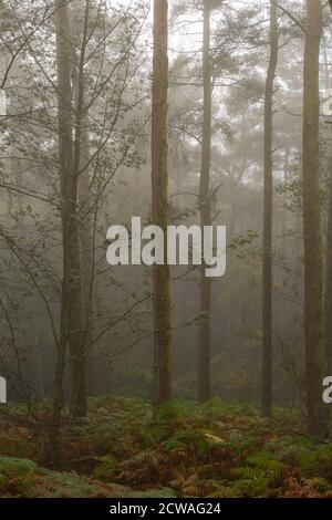 Bäume in nebligen Wäldern, Northumberland Stockfoto