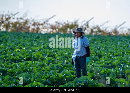 Thailändische Landarbeiter arbeiten auf einem Feld, in dem sie fotografiert werden Israel Stockfoto