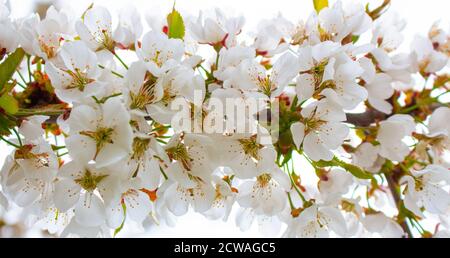 Panorama Hintergrund von weißen Blüten von Beeren. Stockfoto