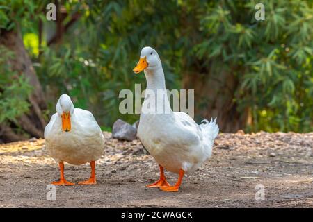 Eine Schar Gänse Stockfoto