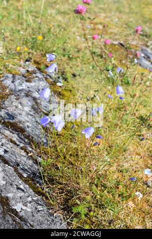 Bluebells Campanula rotundifolia wächst in einem Wildblumenfeld auf einem Felsige Landschaft Stockfoto