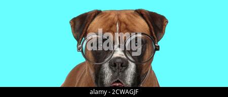 Liebenswert lustig Boxer Hund stehen, tragen Brillen und keuchend auf blauem Hintergrund Stockfoto