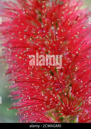 Nahaufnahme der roten Flaschenbürste Callistemon Blume Stockfoto