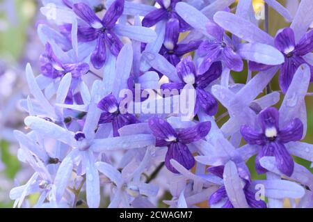 Immergrüne blühende Weinrebe Petrea volubilis lila Blüten Stockfoto