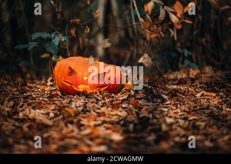 Großer orangefarbener Kürbis mit geschnitztem Gesicht auf dem Boden liegend Im Wald Stockfoto