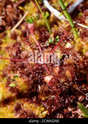 Nahaufnahme von den Blättern der rundblättrigen Sonnentaube Drosera rotundifolia carnivorous Pflanze Stockfoto