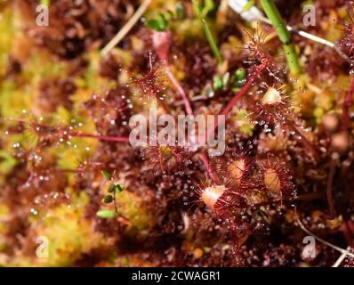 Nahaufnahme von den Blättern der rundblättrigen Sonnentaube Drosera rotundifolia carnivorous Pflanze Stockfoto