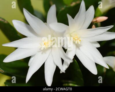 Nahaufnahme auf weißer Rhipsalidopsis Kaktusblüte mit Stigma und Pollen Stockfoto