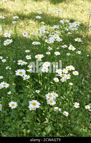 Feld der weißen Wildblume Gänseblümchen Leucanthemum vulgare auf einem Rasen Stockfoto