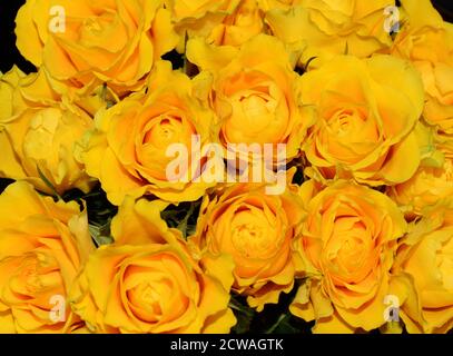 Großer Strauß gelber Rosen Stockfoto