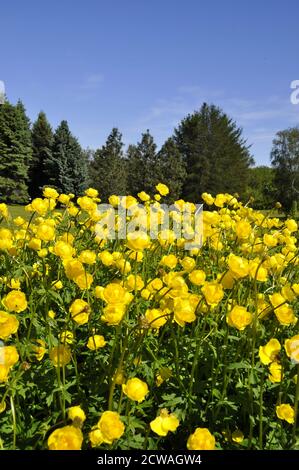 Globeflower Trollius europaeus in einem Park Stockfoto