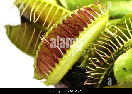 Nahaufnahme der Insektenfangstruktur einer Venusfliegenfalle Anlage Stockfoto