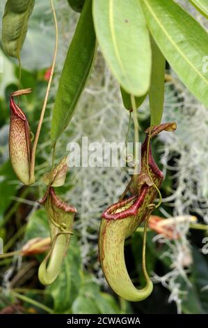 Fleischfressende tropische Kannenpflanze Nepenthes Stockfoto