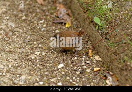 Cobb's oder Southern House Wren troglodyte aedon Cobbi Carcass Stockfoto