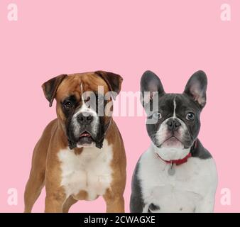 Team von Boxer und französisch Bulldogge keuchend und trägt rot Kragen auf rosa Hintergrund Stockfoto