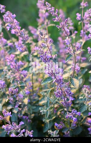 Feld der Katzenschnitzelblumen Nepeta cataria in einem Garten Stockfoto