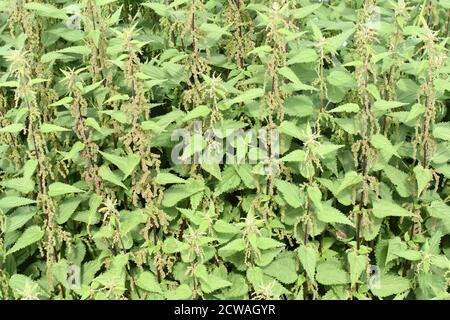 Großes Feld von Brennnesseln Urtica dioica in der Natur Stockfoto