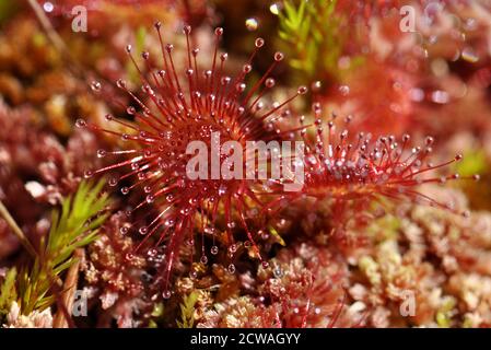 Nahaufnahme von den Blättern der rundblättrigen Sonnentaube Drosera rotundifolia carnivorous Pflanze Stockfoto