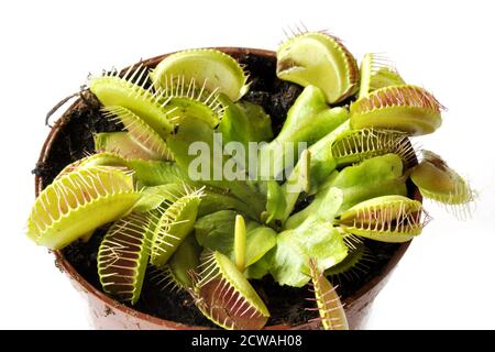 Nahaufnahme der Insektenfangstrukturen einer Venusfliegenfalle Pflanze in einen Blumentopf Stockfoto