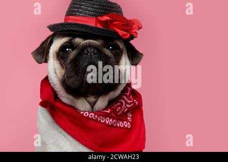 Schönes Porträt eines Mops Hund mit Rehpelz, große Augen tragen eine rote Bandana und einen schwarzen Hut und sitzt vor rosa Hintergrund Stockfoto