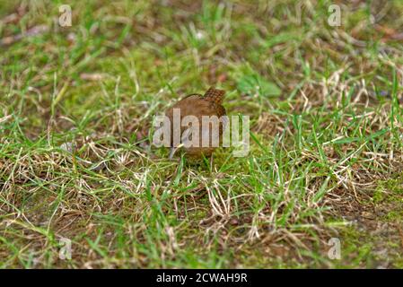 Cobb's oder Southern House Wren troglodyte aedon Cobbi Carcass Stockfoto