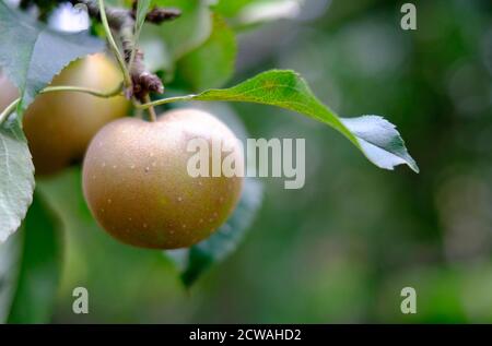 egremont russet Äpfel auf Apfelbaum in einem englischen Garten, norfolk, england Stockfoto