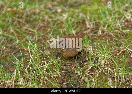 Cobb's oder Southern House Wren troglodyte aedon Cobbi Carcass Stockfoto