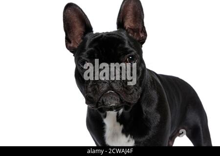 Zuversichtlich Französisch Bulldog Welpen freuen sich auf weißen Studio Hintergrund Stockfoto