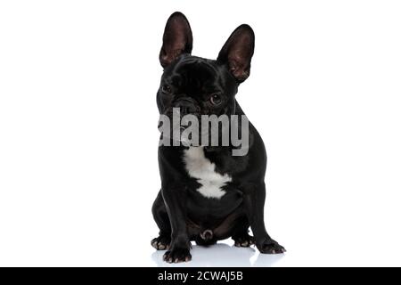 Angry Französisch Bulldog Welpen freuen uns und hart, sitzen auf weißem Studio Hintergrund Stockfoto