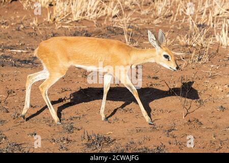 Steenbok (Raphicerus campestris), erwachsenes Weibchen auf dem Boden stehend, Mpumalanga, Südafrika Stockfoto