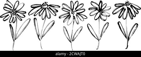 Kamille handgezeichnete schwarze Farbe Vektor-Set. Stock Vektor