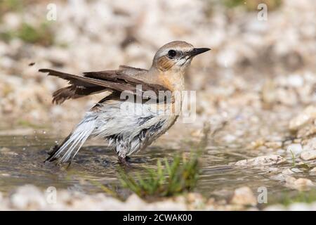 Northern Wheatear (Oenanthe oenanthe), Erwachsene Frau, die ein Bad nimmt, Abruzzen, Italien Stockfoto