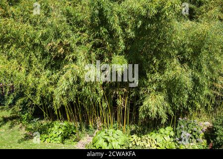 Bambushain, Insel Mainau, Baden-Wrttemberg, Deutschland, Europa, Insel  Mainau, Baden-Wrttemberg, Deutschland, Europa Stockfotografie - Alamy