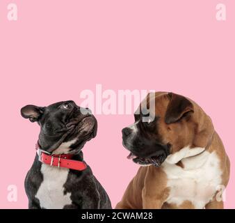 Team von französisch Bulldogge und Boxer trägt roten Kragen und Keuchend auf rosa Hintergrund Stockfoto